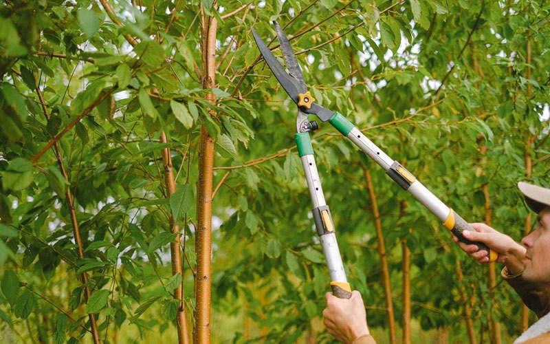 Tree trimming in Mountain Village, AK