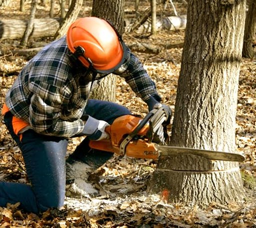 Tree Removal in Mountain Village, AK